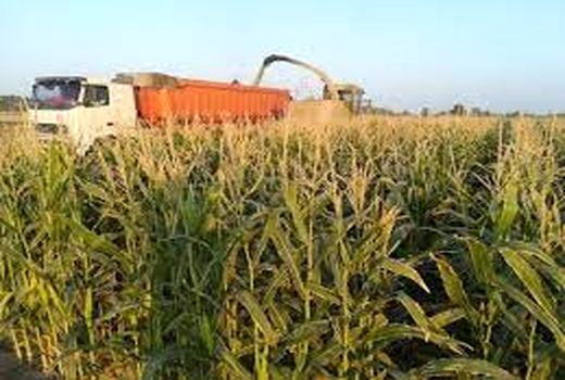 پرداخت 861میلیارد ریال تسهیلات کشت پاییزه و تابستانه و خرید علوفه در امیدیه