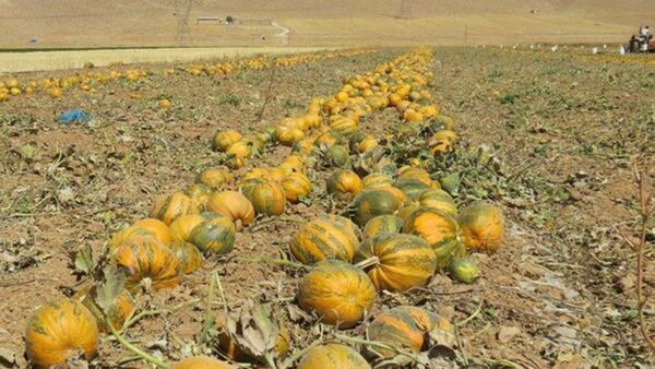 برداشت کدو آجیلی آباده ادامه دارد  