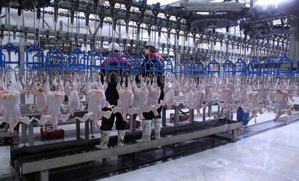 فرصت سرمایه‌گذاری در تکمیل زنجیره مرغ 