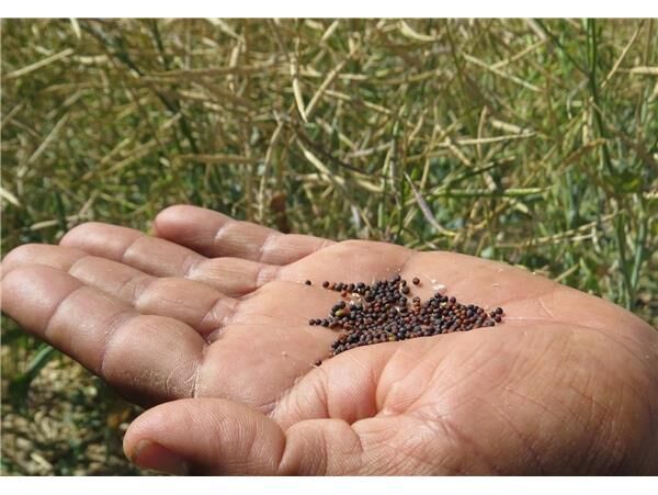آغاز خرید تضمینی کلزا در گلوگاه/تولید 3 هزار تنی محصول