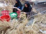  آغاز برداشت پیله‌های ابریشم و عملیات کرک‌گیری در مزارع ابریشم پرند و پرنیان شرکت سفیدرود