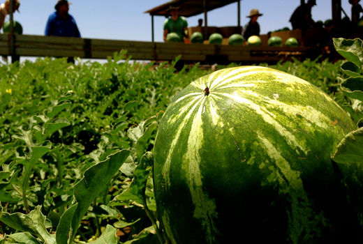   کمبود آب ، کشت هندوانه و امنیت مرزی 