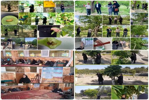 اجرای طرح ارزیابی مدیریت تلفیقی کرم خراط در باغات اسکو