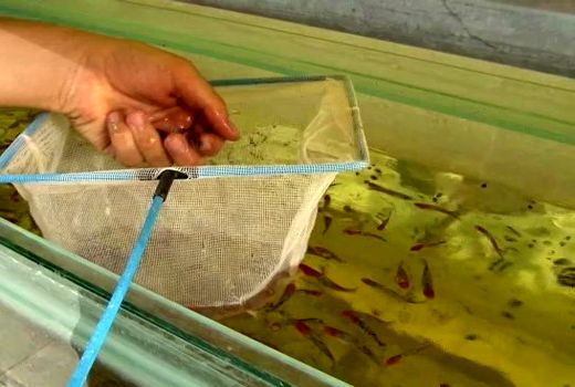 نجف آباد قطب دوم پرورش ماهیان زینتی در استان