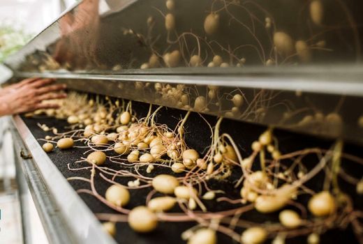 امسال 5 رقم جدید سیب زمینی معرفی می‌شود