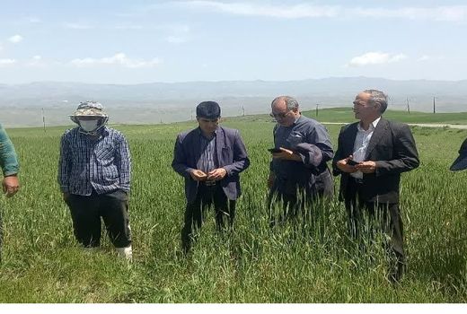 پیش‌بینی برداشت 28 هزار تن جو در شهرستان اهر