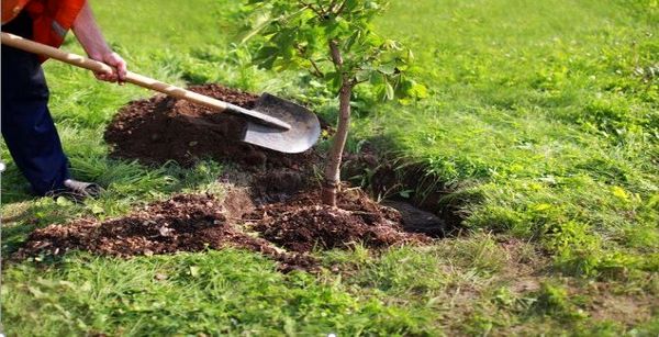 ۳۲۹ هزار اصله نهال در عرصه‌های طبیعی خراسان شمالی کاشته شد