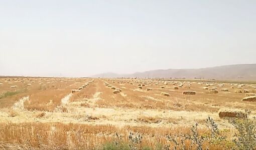 برداشت کاه و کلش برای رونق دامداری‌های فسا