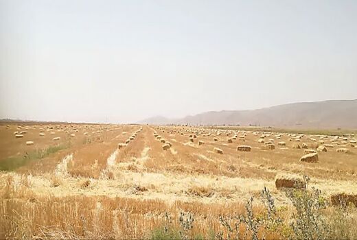 برداشت کاه و کلش برای رونق دامداری‌های فسا