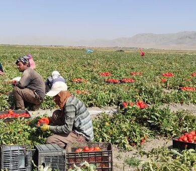 آغاز برداشت گوجه‌فرنگی از بیش از ۲ هزار هکتار مزارع شهرستان اقلید