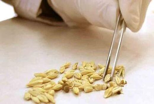 اخذ اعتبارنامه از انجمن بین المللی آزمون بذر (ایستا) و امکان صدور گواهی بین المللی بذر 