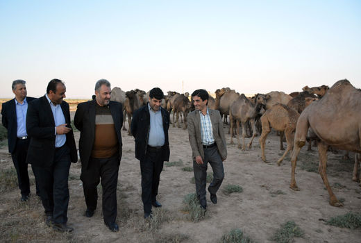  حمایت سازمان جهاد کشاورزی استان آذربایجان شرقی از توسعه پرورش شتر در اراضی حاشیه دریاچه ارومیه