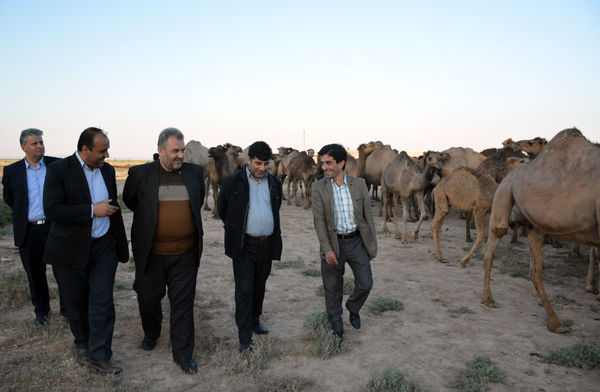  حمایت سازمان جهاد کشاورزی استان آذربایجان شرقی از توسعه پرورش شتر در اراضی حاشیه دریاچه ارومیه