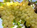 افزایش محصول انگور تاکستان‌های اصفهان