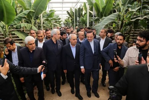 «گوزل طبیعت ارس»؛ جهش تولید و صادرات محصولات استوایی در مرز ایران و دو کشور آذربایجان و ارمنستان
