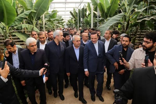 «گوزل طبیعت ارس»؛ جهش تولید و صادرات محصولات استوایی در مرز ایران و دو کشور آذربایجان و ارمنستان
