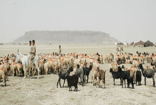 استقبال از خرید دام عشایر سیستان و بلوچستان