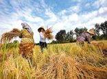 برداشت مکانیزه برنج در 96 درصد مزارع کشت مجدد و رتون بابل