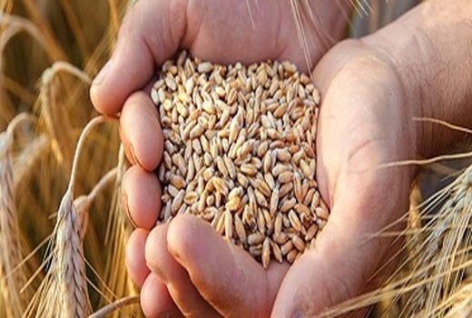 تولید بیش از ۳۴ هزار تن گندم بذری در مرودشت 