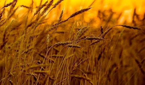 معرفی ۹ رقم برتر گندم در قزوین/ گامی بلند جهت افزایش بهره‌وری مزارع با روش PVS