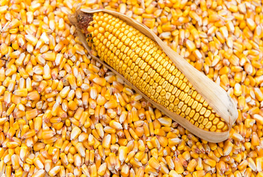 پایان کاشت ذرت دانه‌ای و سیلویی در استان ایلام