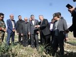 بازدید میدانی وزیر جهاد کشاورزی از مزارع پیاز و سیب زمینی در شهرستان جیرفت 