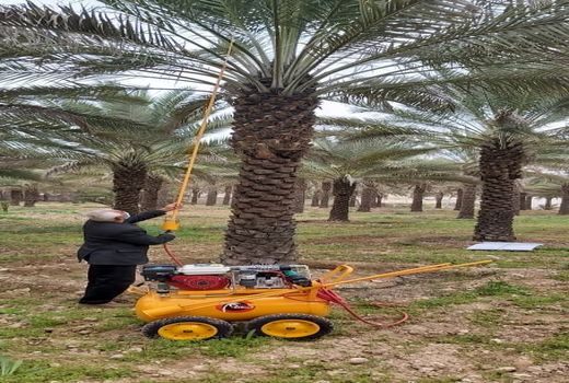 گرده افشانی مکانیزه نخیلات برای اولین بار در کازرون