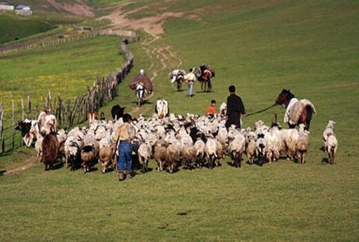 ۱۱۵ هزار راس دام سبک و سنگین در خراسان شمالی زیر پوشش بیمه قرار گرفت