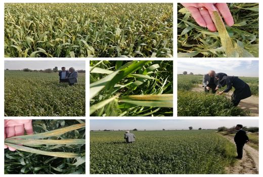 پایش زنگ زرد گندم در شهرستان هندیجان