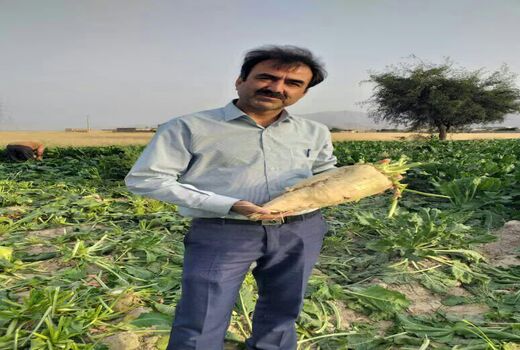 برآورد تولید 16 هزار تن چغندر قند در رستم