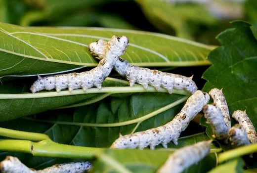 تولید ۱ میلیون اصله نهال برای توسعه و نوسازی توتستان های کشور