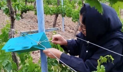 زمان دقیق سم‌پاشی علیه آفت خوشه خوار انگور در باغات قزوین اعلام شد