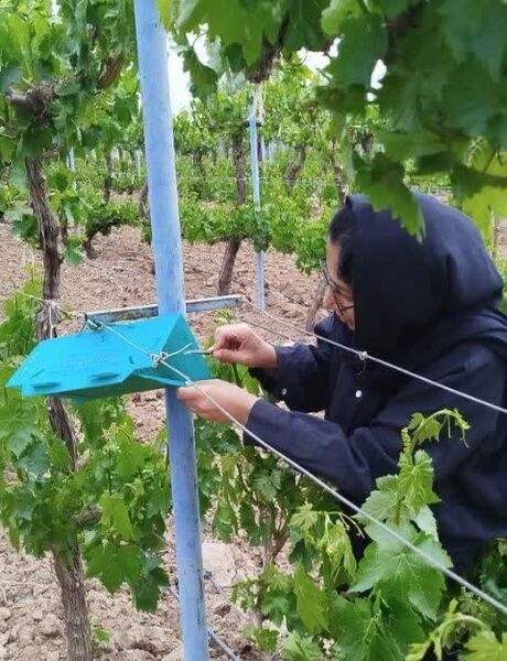 زمان دقیق سم‌پاشی علیه آفت خوشه خوار انگور در باغات قزوین اعلام شد