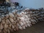 تخلیه ۱۷۰ تنی صید در بندر کنارک؛ نبض تأمین امنیت غذایی کشور در دستان ناوگان آب‌های دور