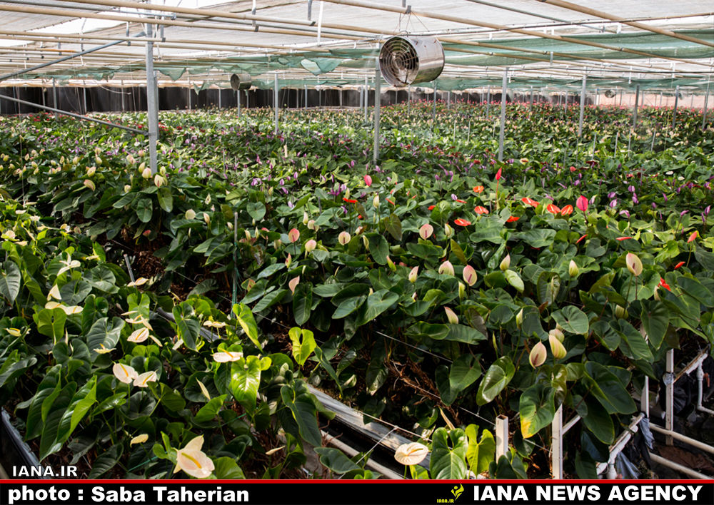 آنتوریوم صادراتی