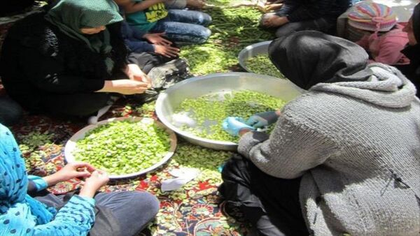 ایجاد شش صندوق اعتبارات خرد زنان روستایی در شهرستان بویین زهرا 