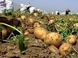 تولید 267 هزار تن سیب زمینی پاییزه در استان آذربایجان شرقی