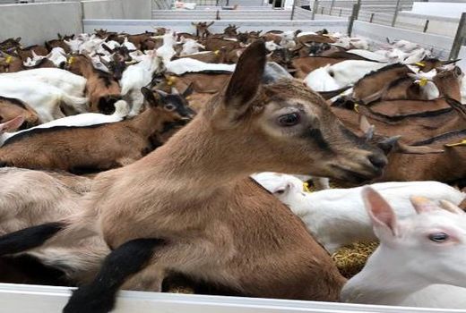 بزهای بومی استان بوشهر در حال اصلاح نژاد