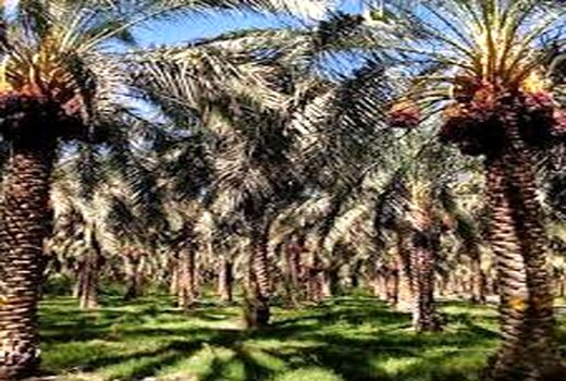 مراسم تجدید میثاق ،غبارروبی و عطر افشانی درگلزار شهدای شهرستان بم 