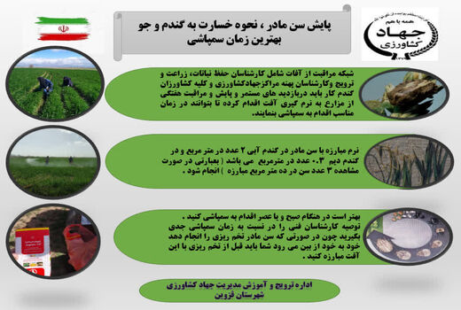   پایش سن مادر در  اراضی کشاورزی شهرستان قزوین