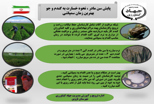   پایش سن مادر در  اراضی کشاورزی شهرستان قزوین