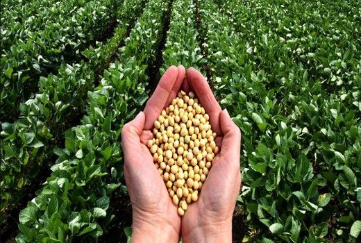 مصوبه طرح توسعه سطح زیر کشت دانه‌عای روغنی ابلاغ شد