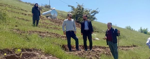 توسعه کشت سماق در شهرستان هوراند شتاب می‌گیرد