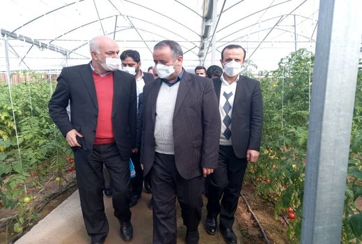یک طرح تولیدی گلخانه‌ای در شاهرود افتتاح شد