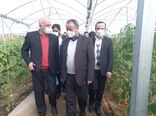 یک طرح تولیدی گلخانه‌ای در شاهرود افتتاح شد