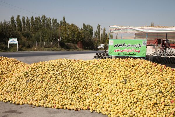 آغاز خرید نامحدود سیب صنعتی آذربایجان غربی توسط آستان قدس رضوی