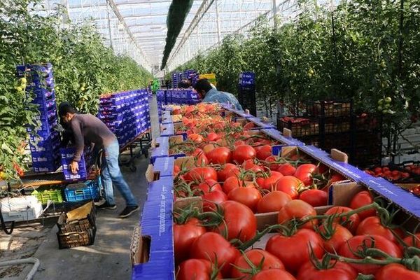 ارتقای خراسان شمالی در کشت های گلخانه ای