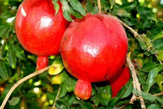 فردوس اولین شهرستان تولیدکننده انار در خراسان جنوبی