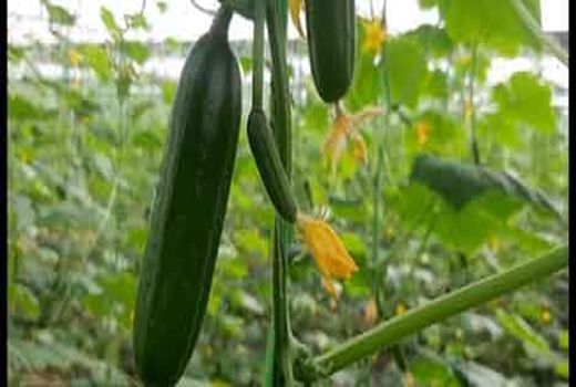 آغاز برداشت خیار در فلاورجان