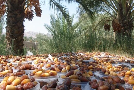 تولید 800 تن خرما در زرین دشت